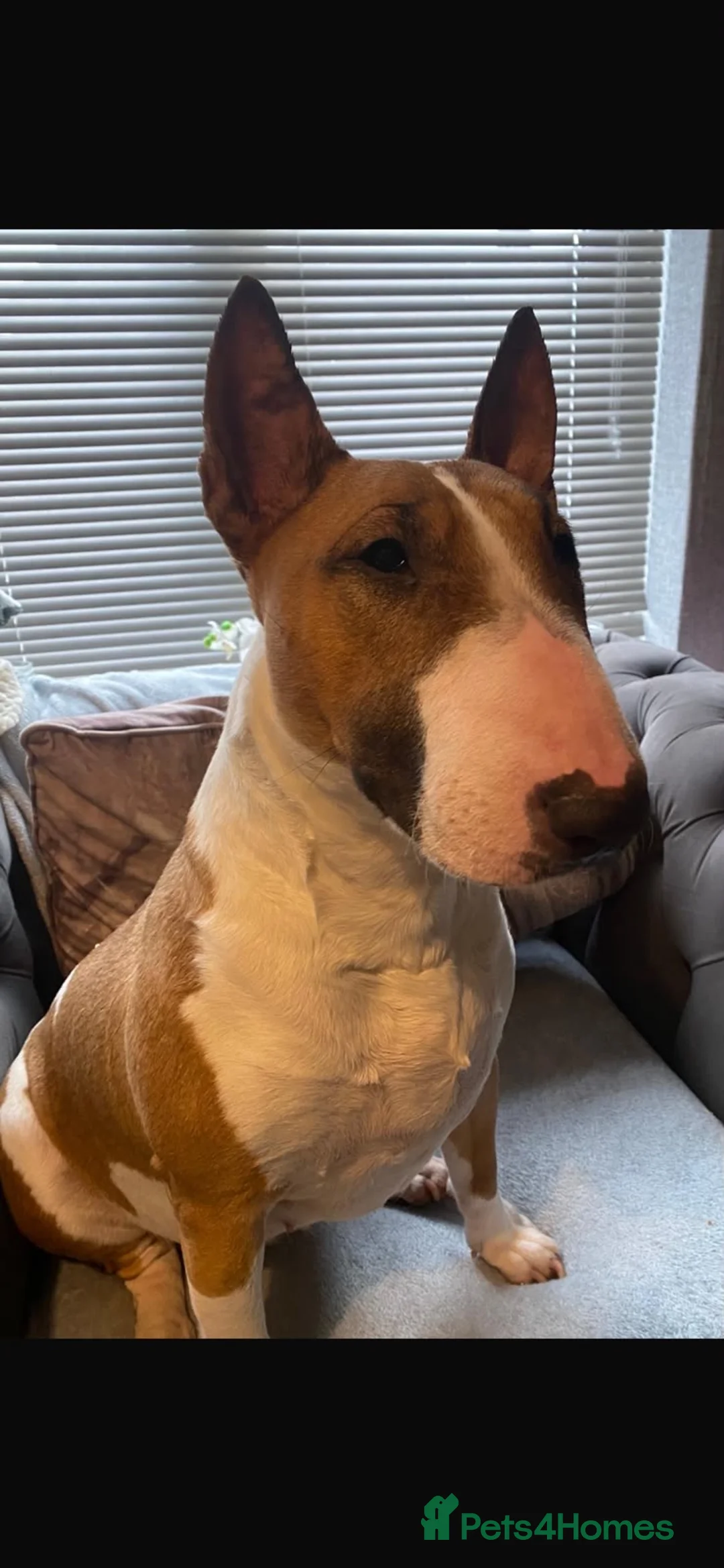 English Bull Terrier dogs for sale: 🐶 KC Registered English Bull Terrier Puppies 🐶 - Advert 1