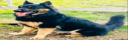 German Shepherd dogs for stud: German Shepherd Stud Long Coat straight back in Slough - Advert 4
