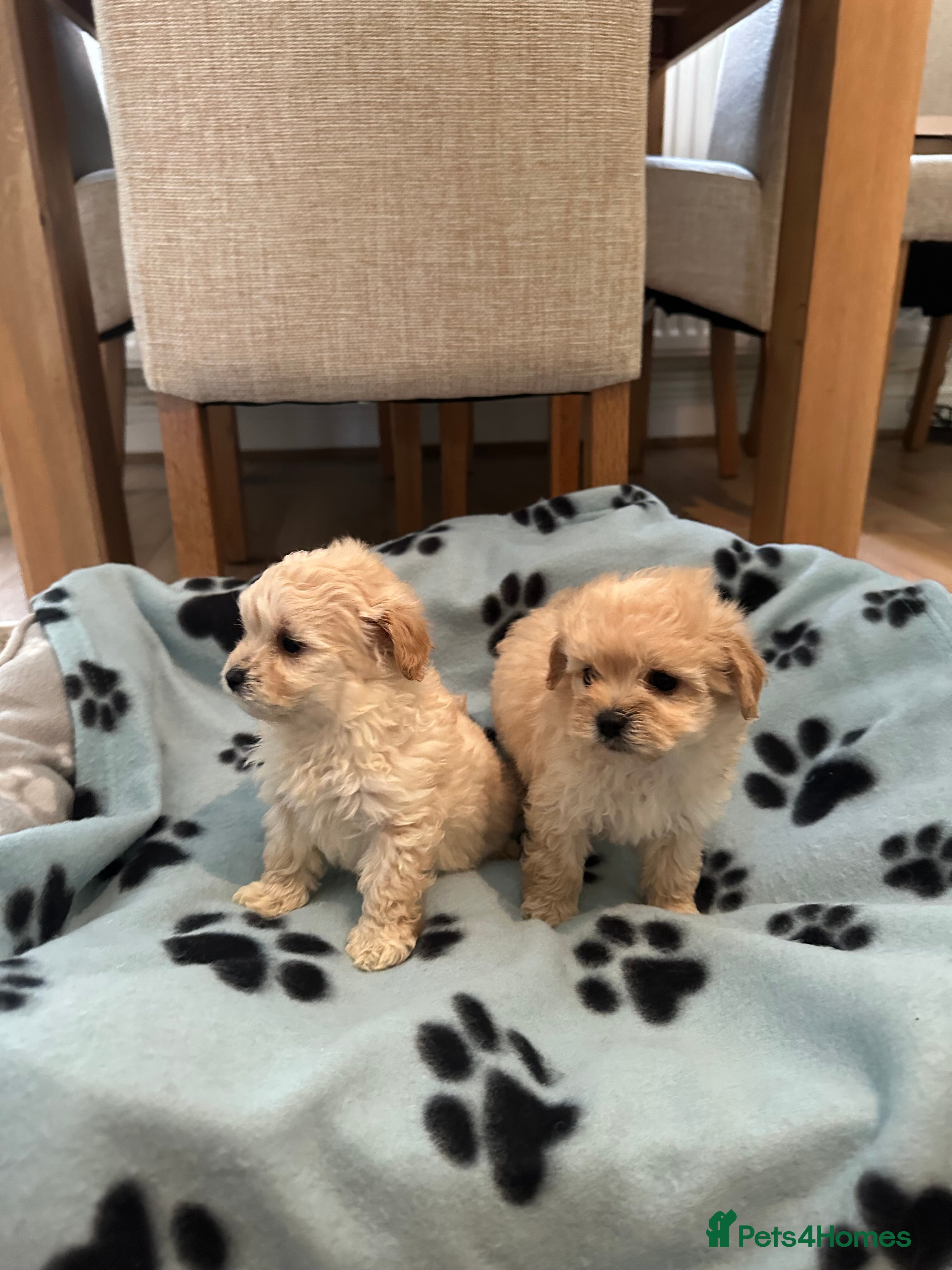 Maltipoo dogs Beautiful Maltipoo Puppies - Advert 5