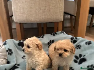 Maltipoo dogs Beautiful Maltipoo Puppies - Advert 5