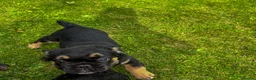 French Bulldog dogs for sale: Ready NOW Adorable Fluffy French Bulldog Puppies - Advert 32
