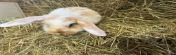 Mini Lop rabbits for sale: Stunning pure mini lops  - Advert 6