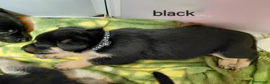 German Shepherd Pup black collar