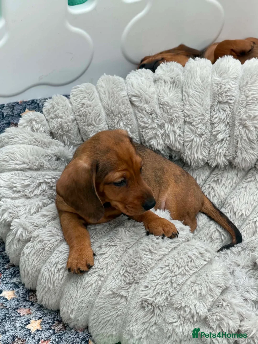 Miniature Dachshund dogs for sale: Beautiful Miniature Dapple Dachshund 🐶  - Advert 8