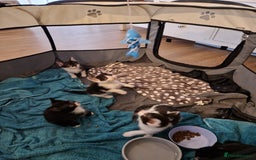 Mixed Breed cats for sale: £50 for a pair READY NOW 8 week old kittens - Image 15