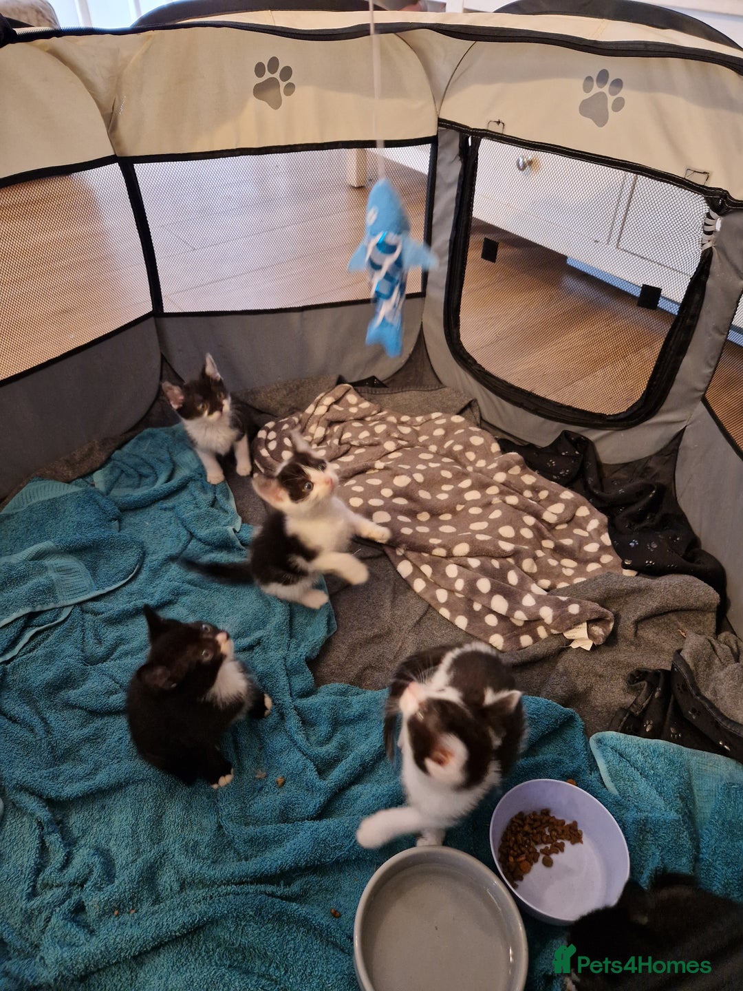 Mixed Breed cats for sale: £50 for a pair READY NOW 8 week old kittens - Image 15