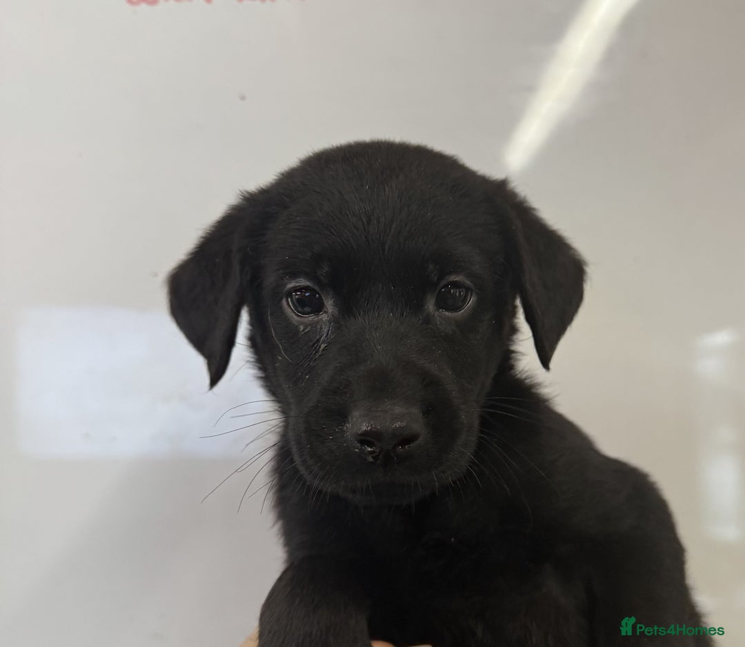 Labrador Retriever dogs for sale: Labrador Puppies For Sale - Advert 5