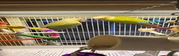Conures birds for sale: Indie and Mango  in King's Lynn - Advert 2