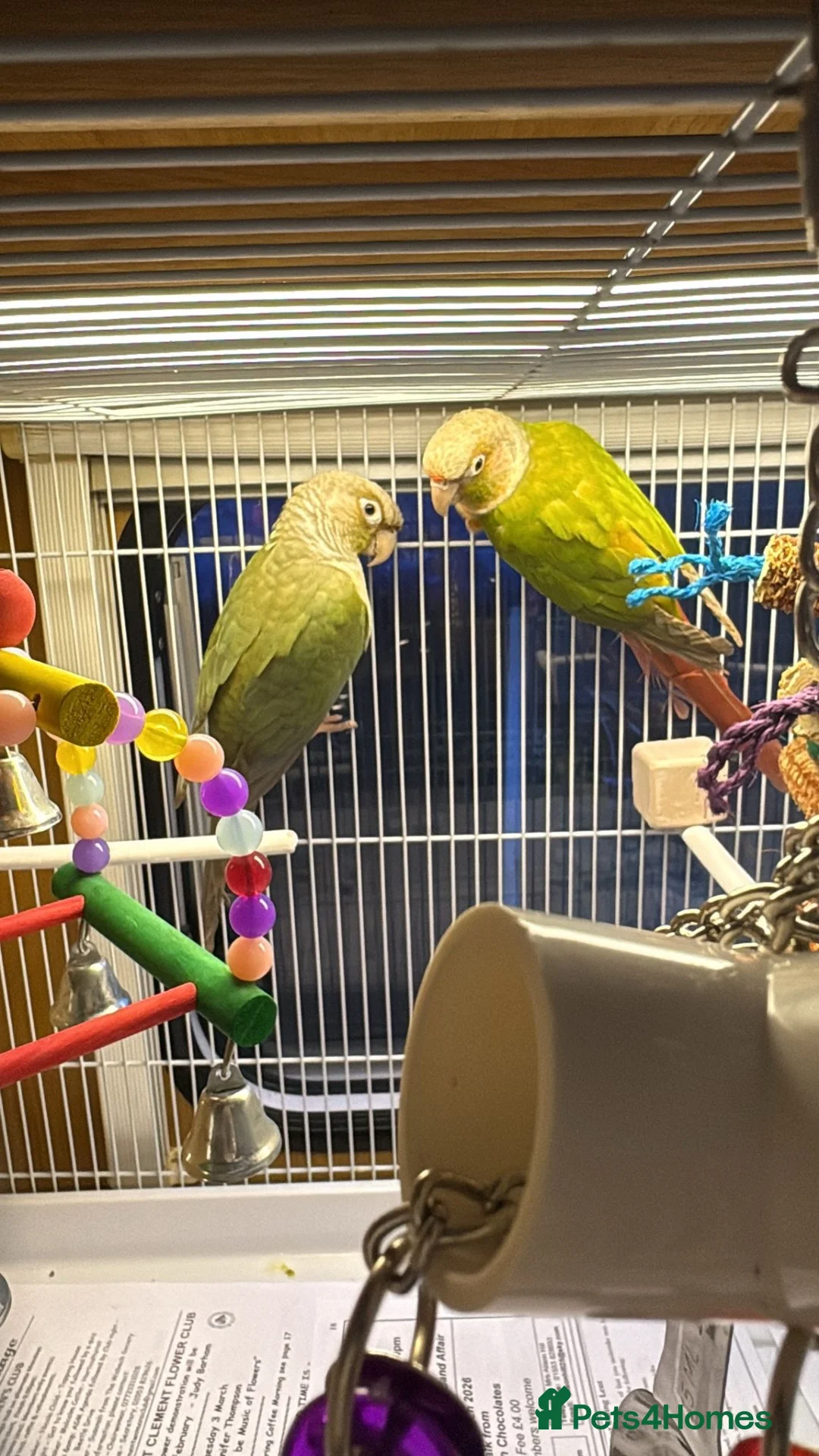 Conures birds for sale: Indie and Mango  in King's Lynn - Advert 2