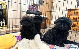 Shihpoo dogs for sale: Gorgeous shihpoo puppies  - Advert 1