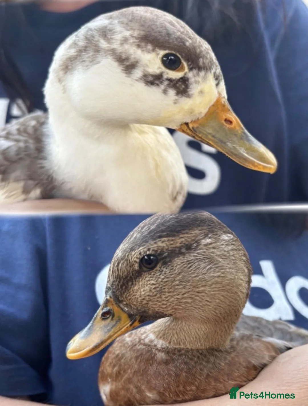 Ducks poultry for sale: Two call ducks drakes - Advert 1