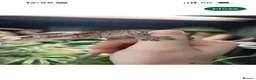 Gecko reptiles for sale: Dalmation Crested gecko in Hassocks - Advert 3