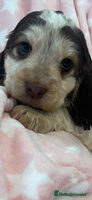 Cocker Spaniel dogs - Advert 12