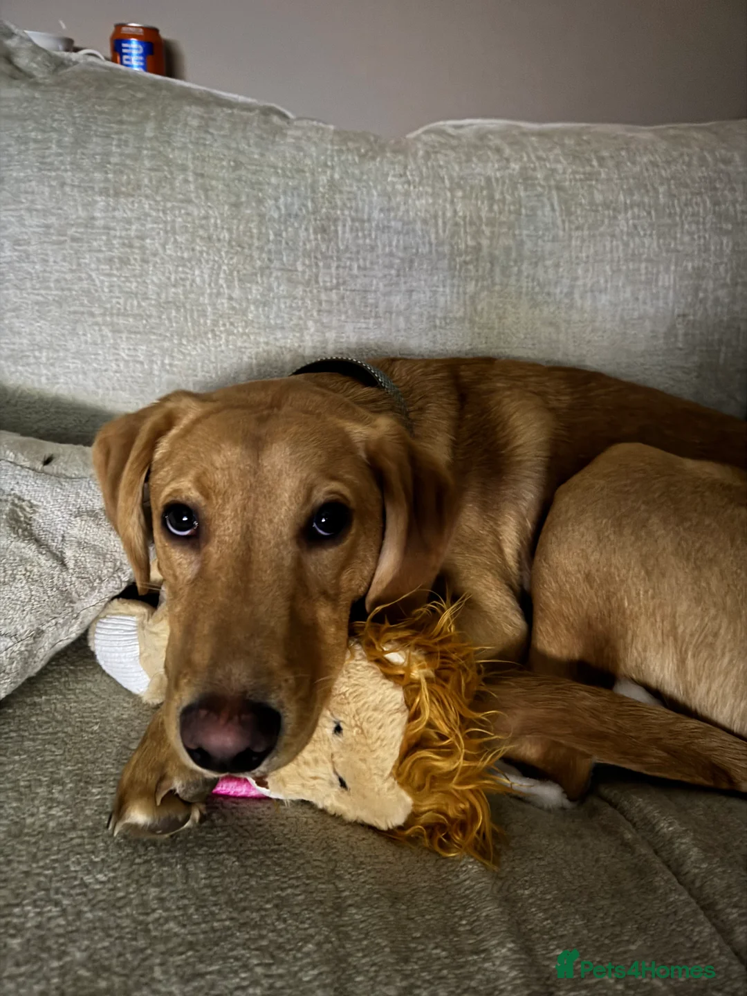 Labrador Retriever dogs for sale: Gorgeous KC registered Male Red Fox Labrador  - Advert 5