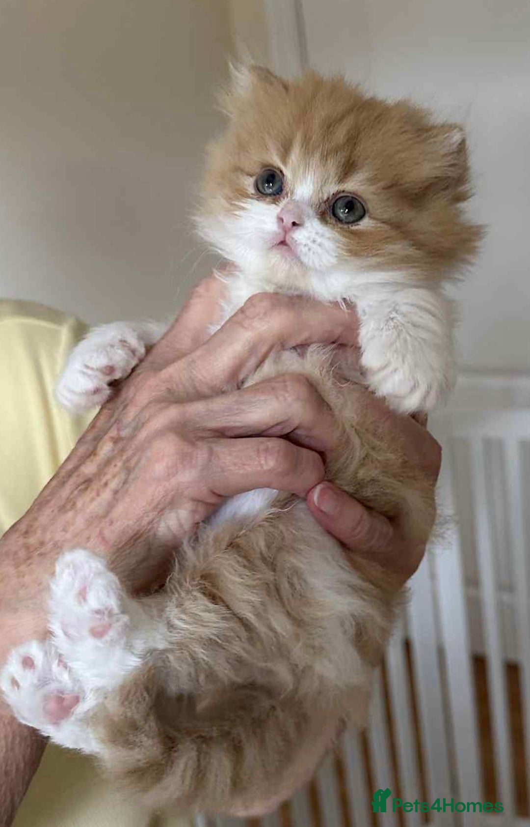 British Shorthair cats for sale: British Shorthair Pedigree Kittens - Image 13