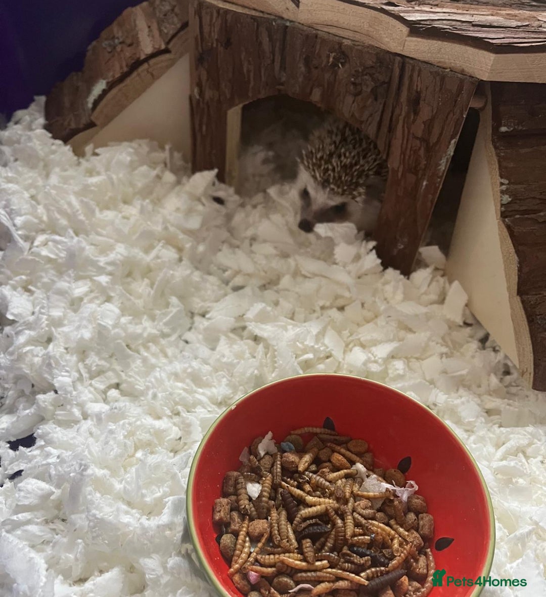 Pygmy Hedgehog rodents for sale: pygmy hedgechog - Image 3