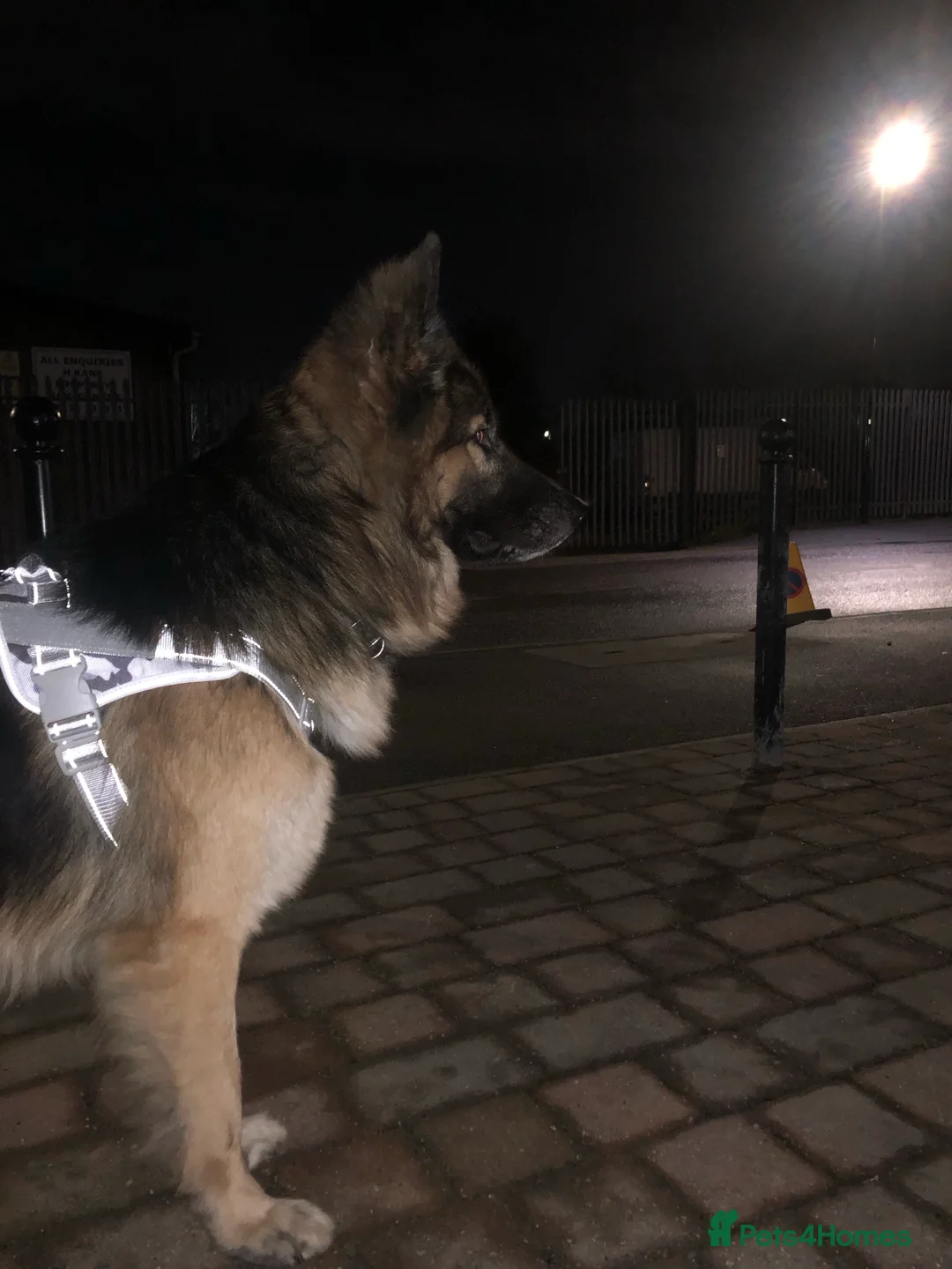 German Shepherd dogs for stud: German Shepard up for stud  in Erith - Advert 11