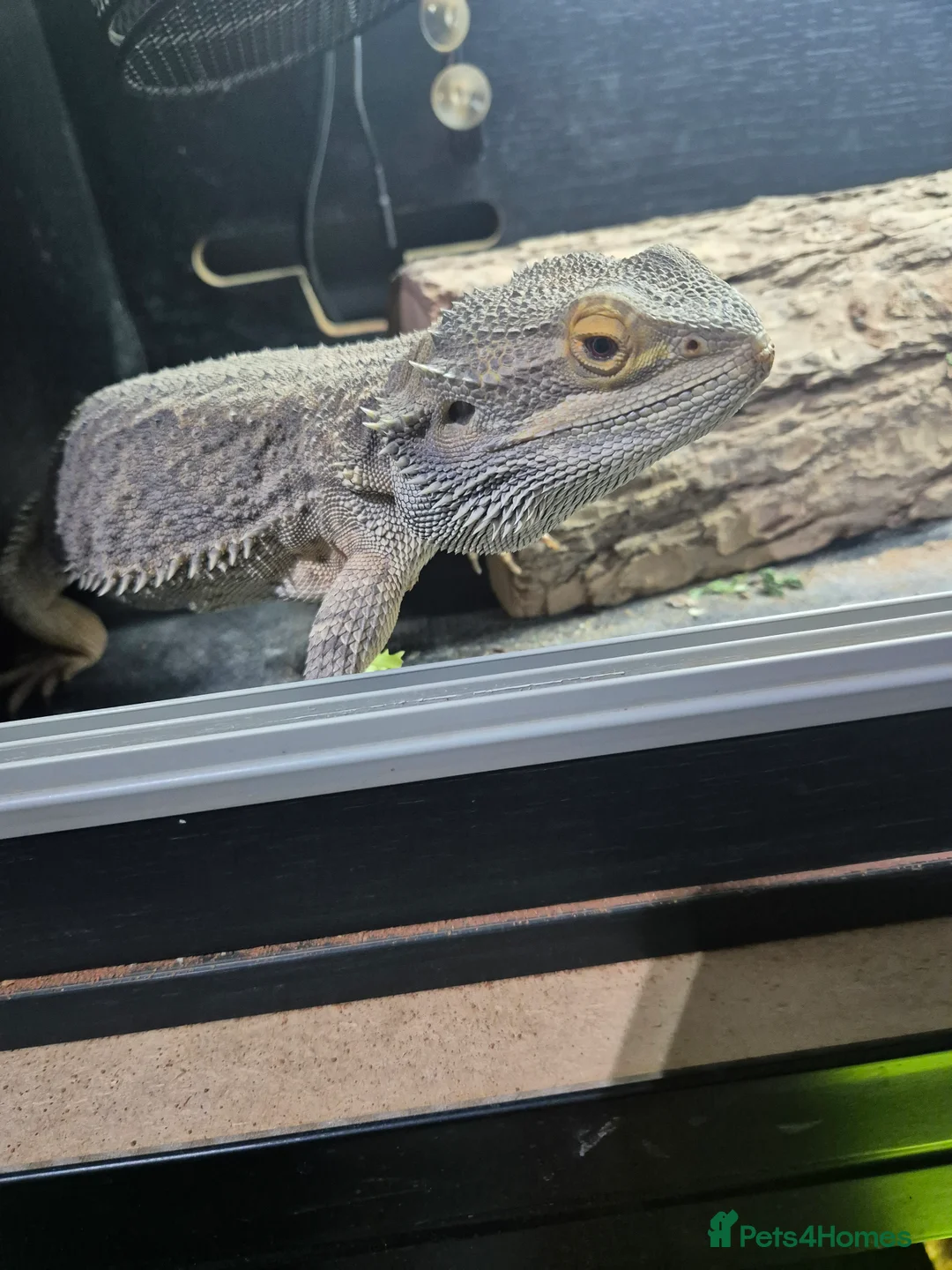Bearded Dragon reptiles for sale: Male Bearded dragon  - Advert 6