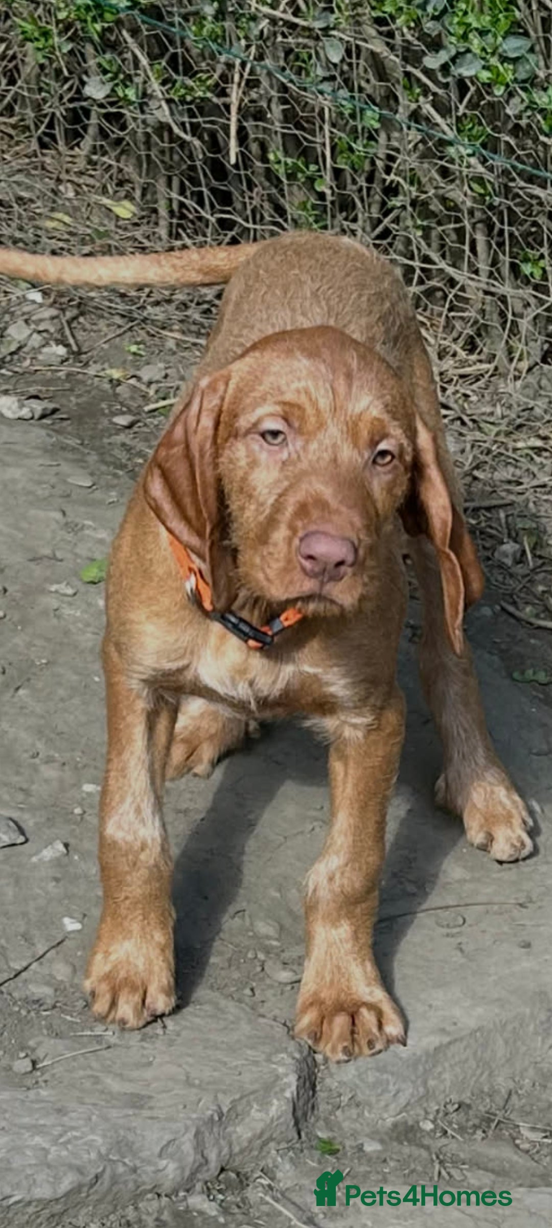 Hungarian Vizsla dogs Extra Ordinary Hungarian Vizsla Puppy READY NOW - Advert 7