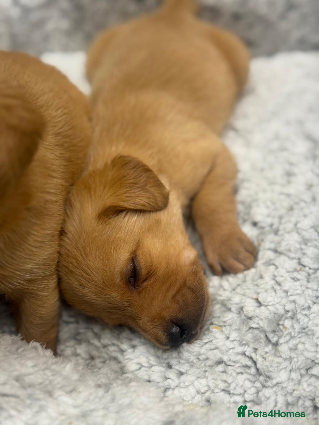 Labrador Retriever dogs for sale: Labrador Puppies  - Advert 18