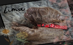 Newfoundland dogs for sale: FULLY HEALTH Tested KC Newfoundland Puppies - Image 16