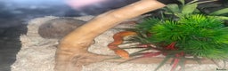 Corn Snake reptiles for sale: Corn snake lava molt  - Advert 1