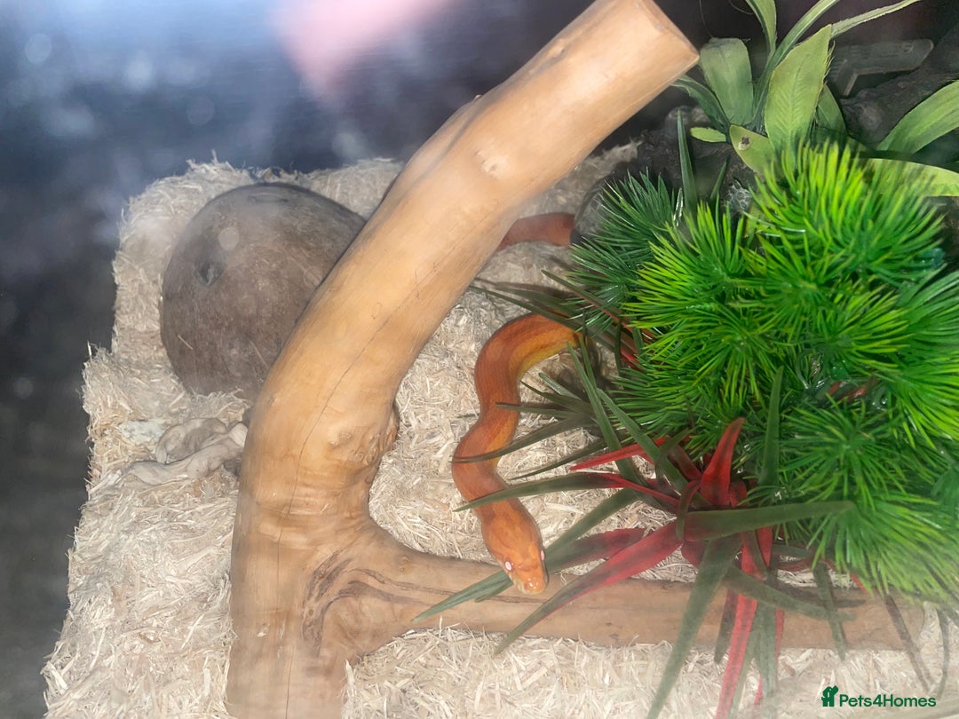 Corn Snake reptiles for sale: Corn snake lava molt  - Advert 1