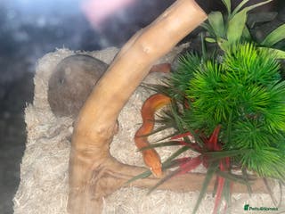 Corn Snake reptiles Corn snake lava molt - Advert 7
