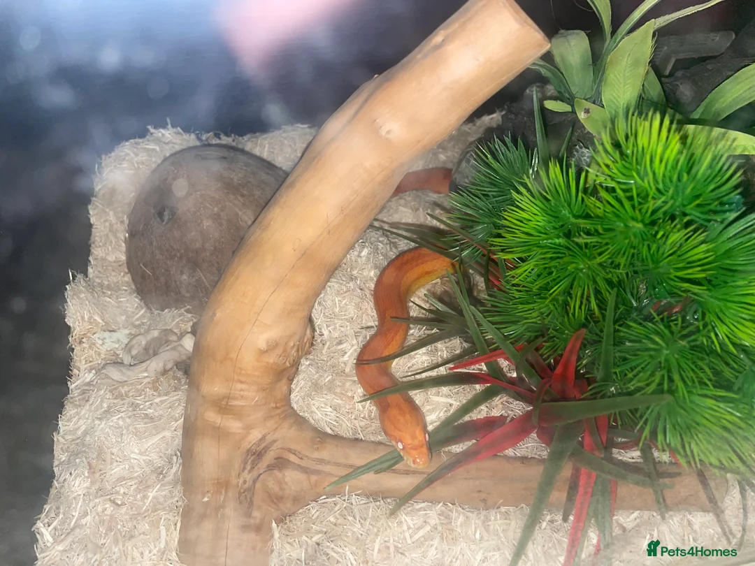 Corn Snake reptiles for sale: Corn snake lava molt  - Advert 1