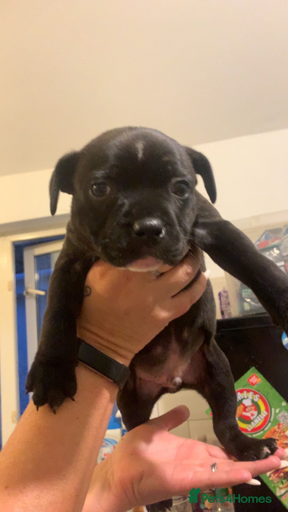 Staffordshire Bull Terrier dogs Last staffy puppy left ready to go - Advert 17