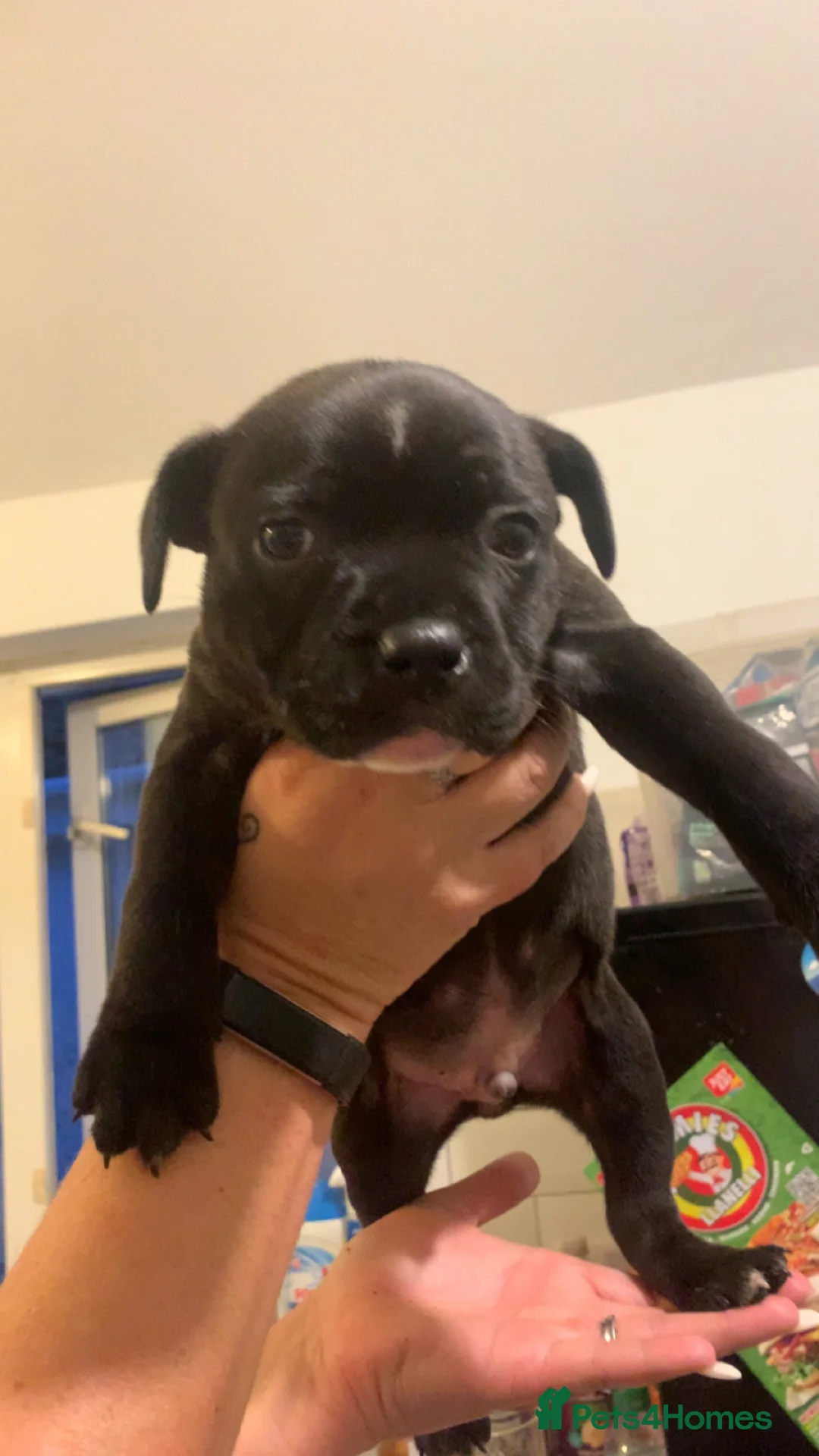 Staffordshire Bull Terrier dogs for sale: Last staffy puppy left ready to go - Advert 1