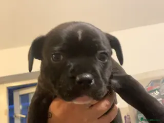 Staffordshire Bull Terrier dogs Last staffy puppy left ready to go - Advert 4