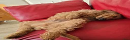 Goldendoodle dogs for sale: Billie - Gorgeous goldendoodle puppy in Chesterfield - Advert 6