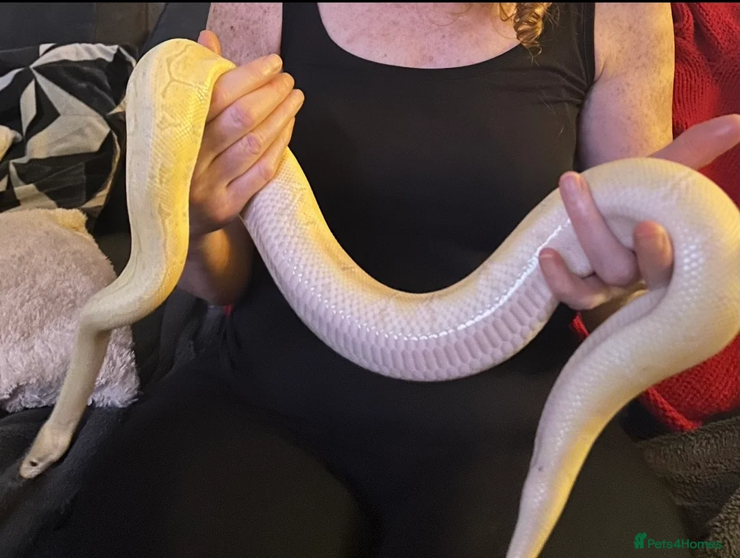 Python Snake reptiles for sale: Banana ball python pin stripe - Advert 3