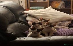 Mixed Breed cats for sale: 5 beautiful kittens  - Image 8