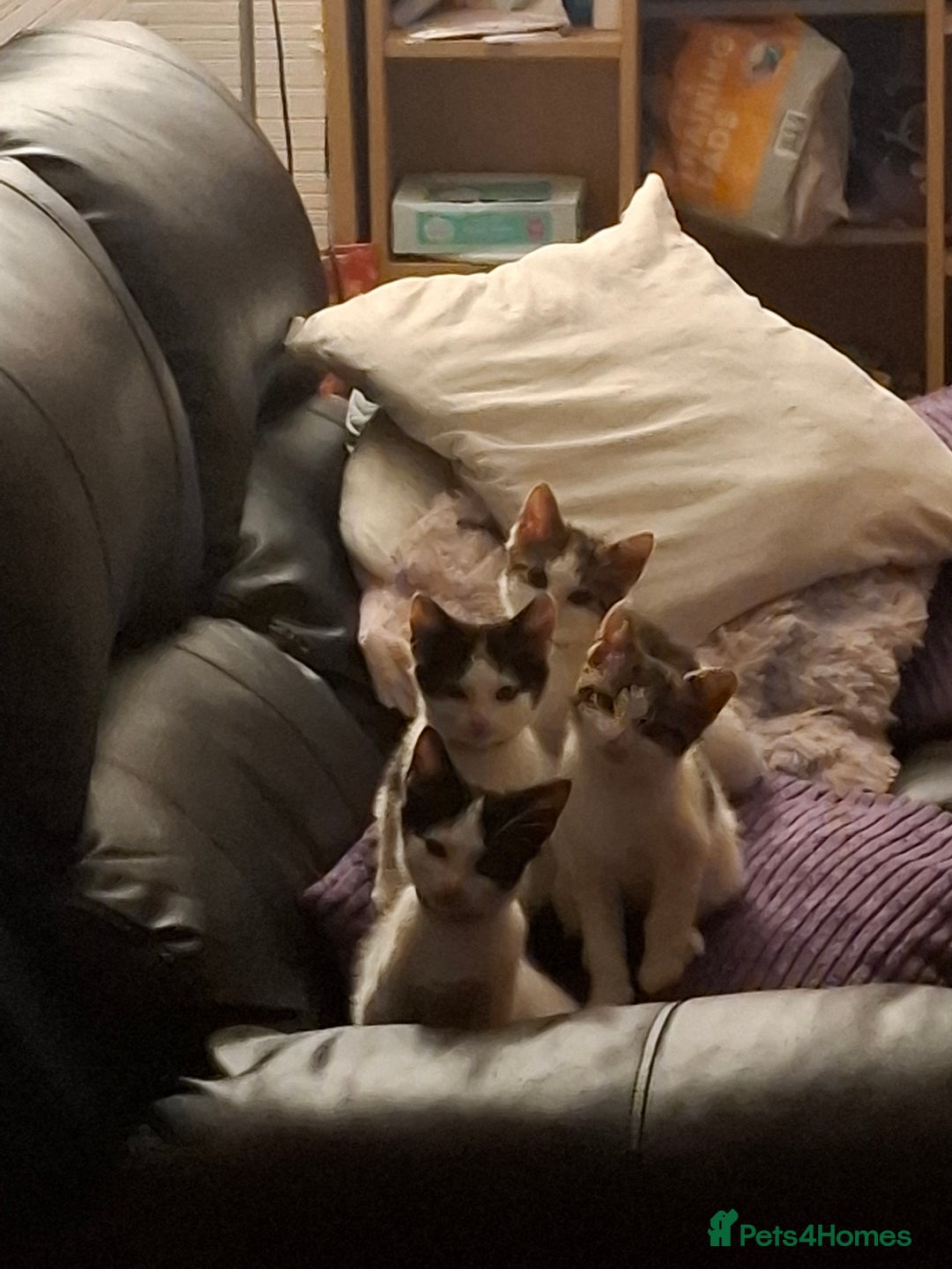 Mixed Breed cats for sale: 5 beautiful kittens  - Image 8