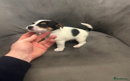 Jack Russell dogs for sale: Lovely Jack Russel puppies  - Image 9