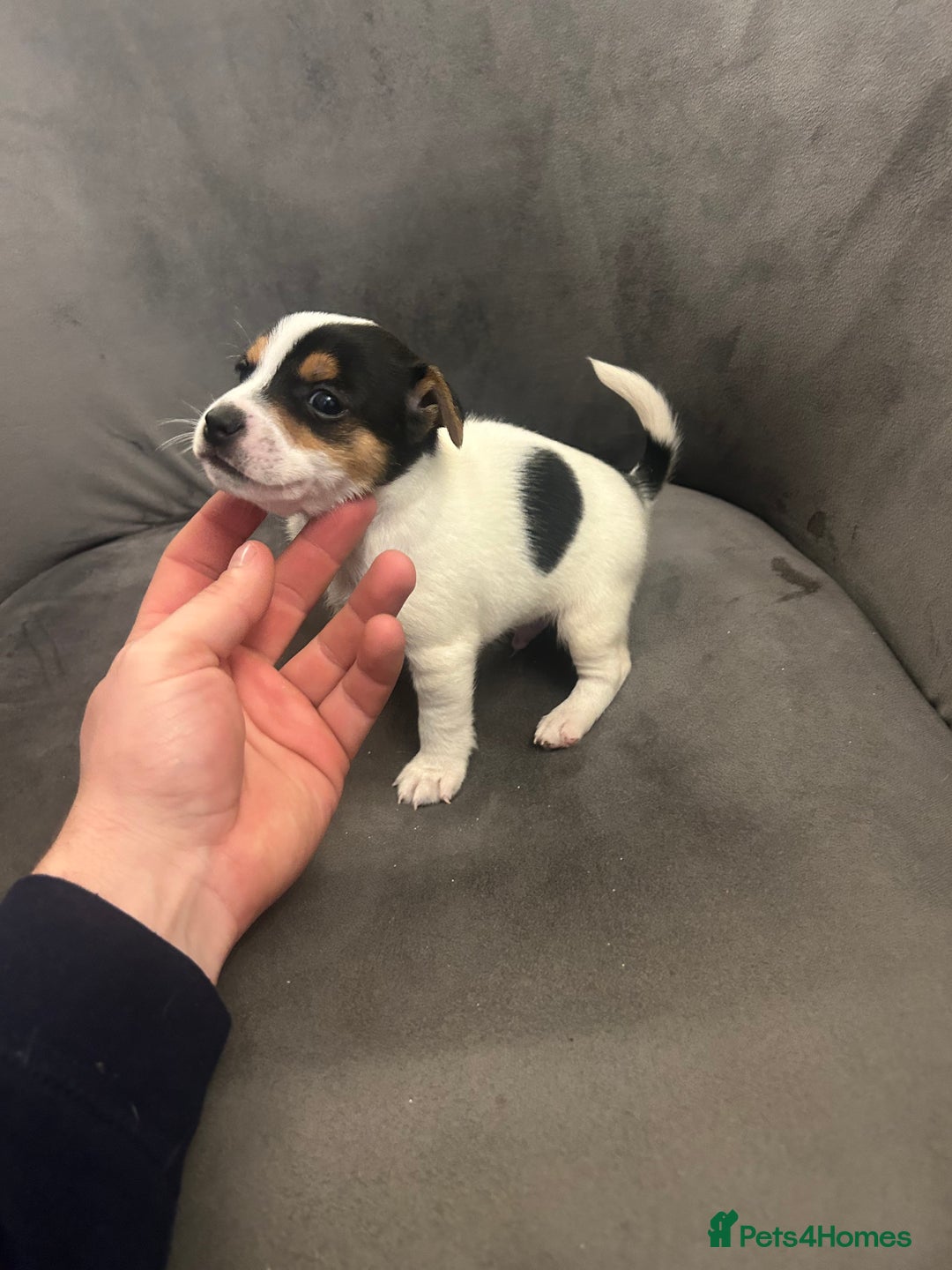 Jack Russell dogs for sale: Lovely Jack Russel puppies  - Image 9