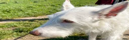 Ibizan Hound dogs for adoption: Babu - Spanish Podenco  in Doncaster - Advert 7