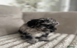 Sproodle dogs for sale: Sproodle puppies  - Image 10
