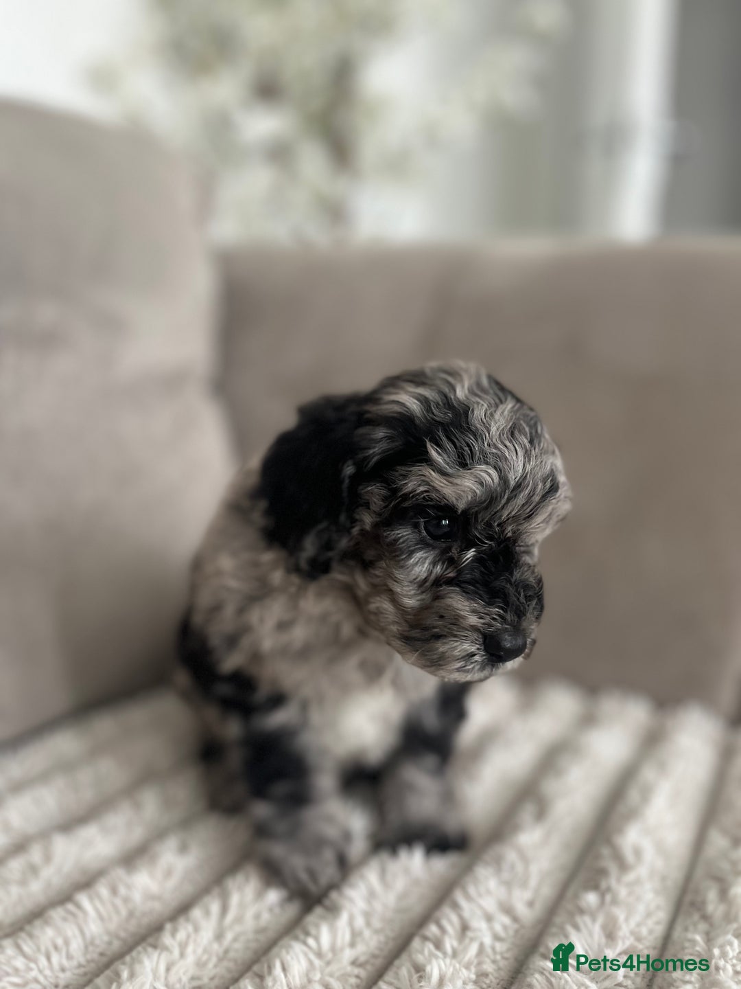 Sproodle dogs for sale: Sproodle puppies  - Image 10