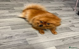 Pomeranian dogs for sale: Female Pomeranian  - Image 1