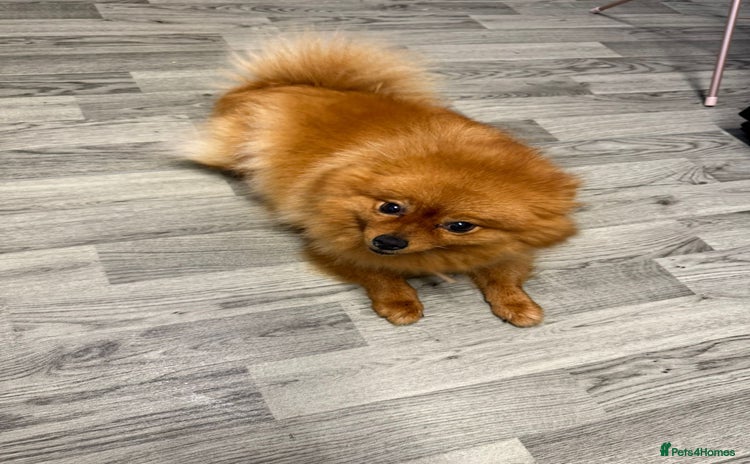 Pomeranian dogs - Advert 2