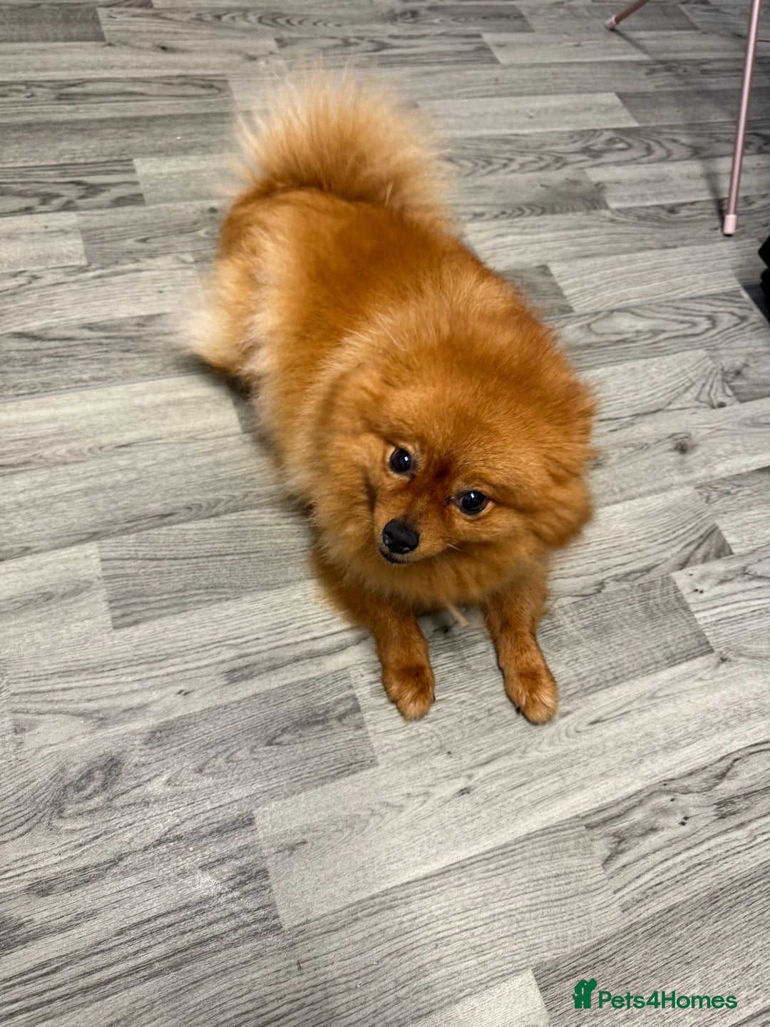Pomeranian dogs for sale: Female Pomeranian  - Image 1