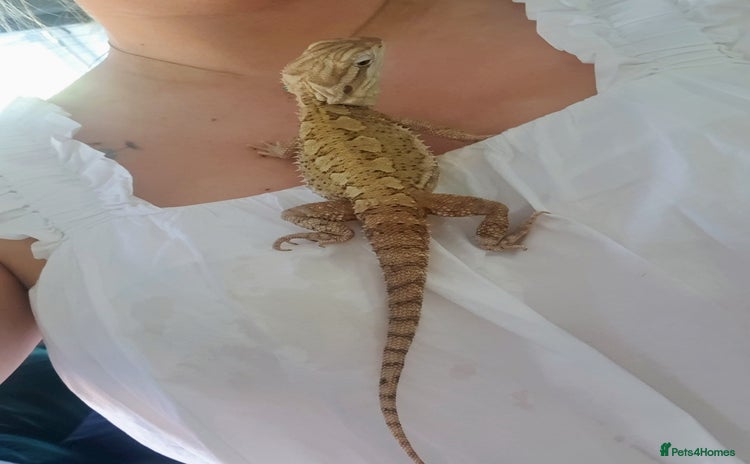 Dragon reptiles - Advert 1