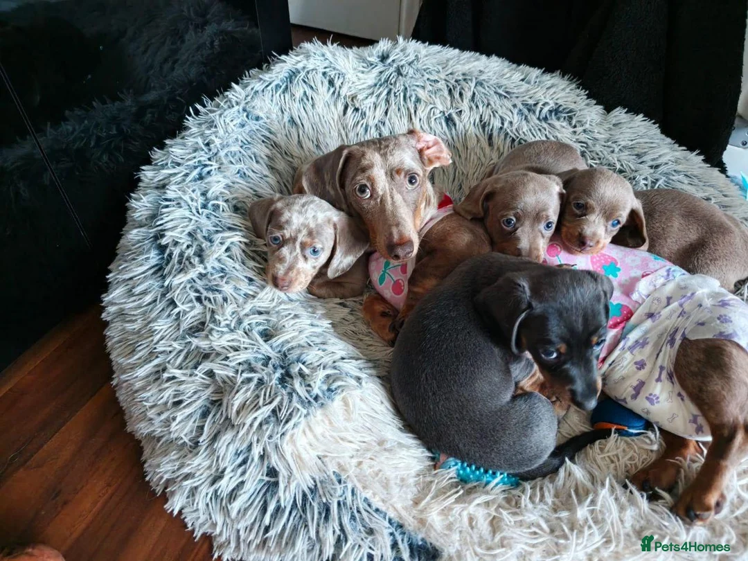 Miniature Dachshund dogs for sale: miniature dachshunds puppies for sale in Warrington - Advert 2