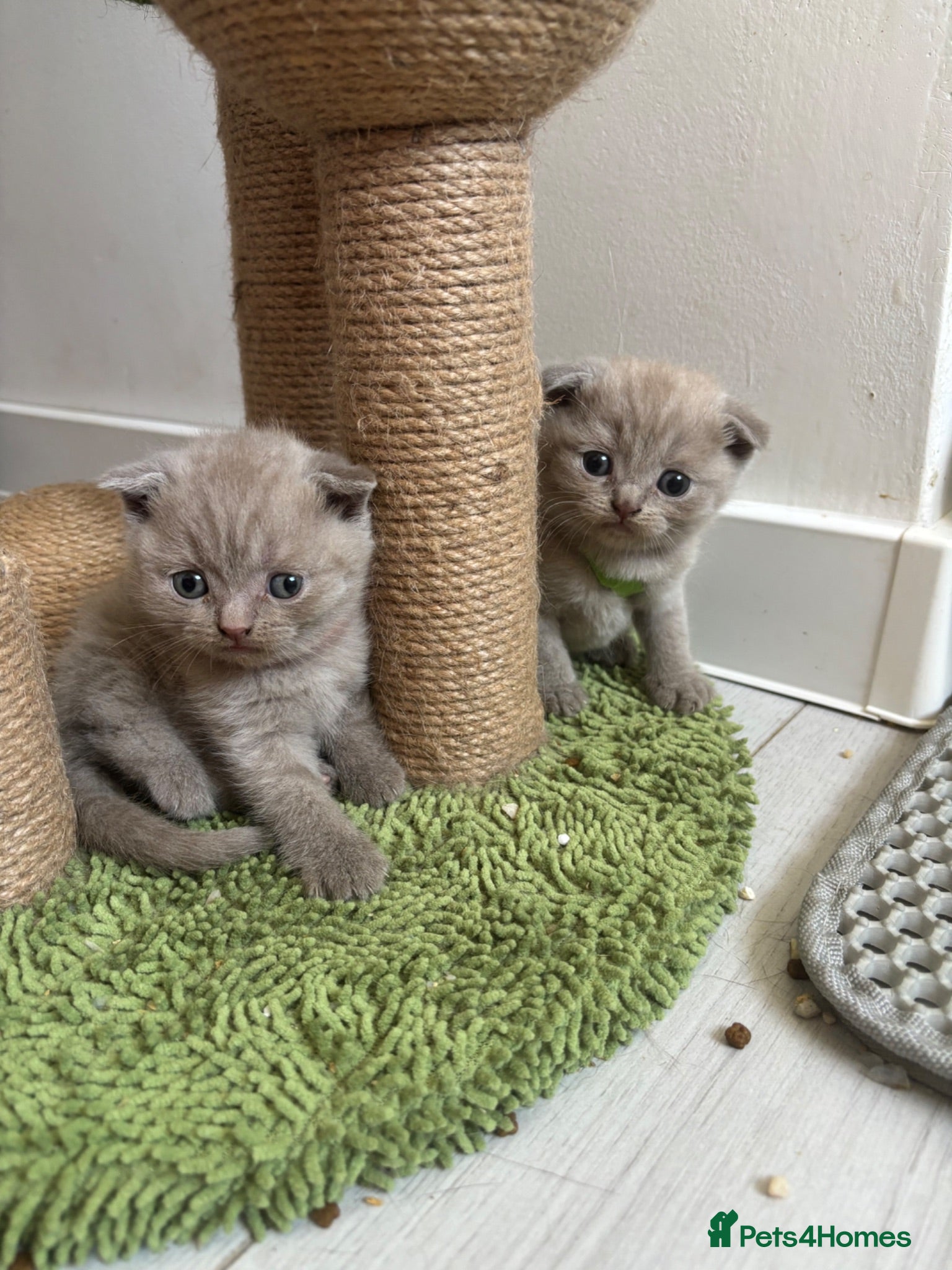 Scottish Fold cats Stunning Scottish fold/straight kittens😻 - Advert 1