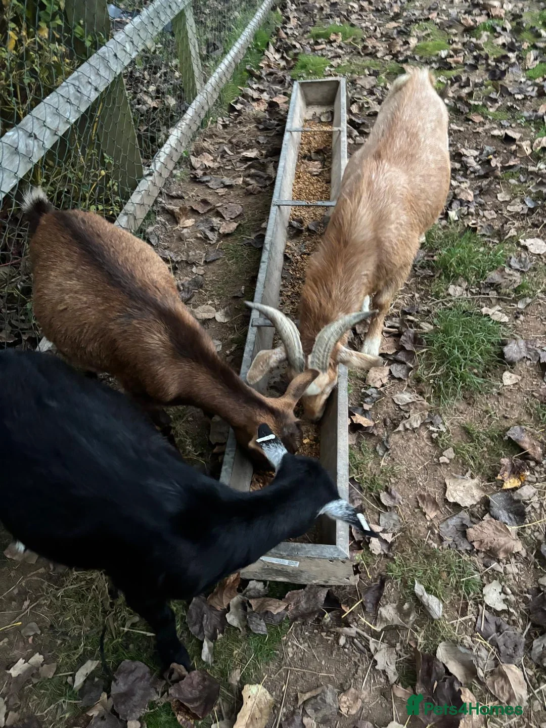 Goats livestock for sale: Free to Good Home Billy Goat - Advert 2