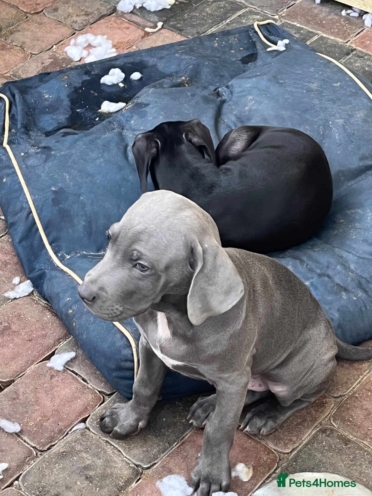 Cane Corso dogs for sale: Cane corso pups, 4 girls 2 boys, black and grey - Advert 12