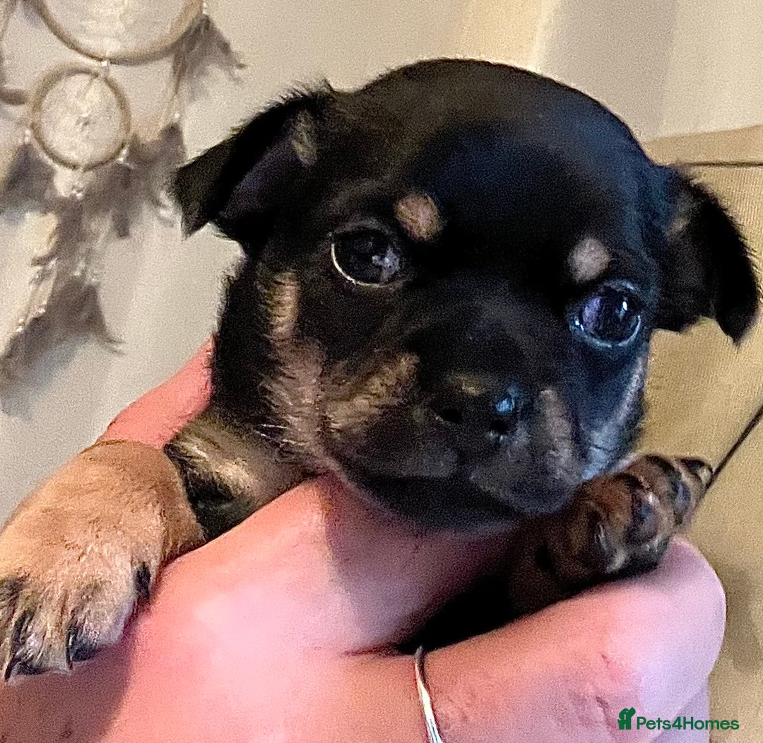 Chihuahua dogs for sale: Chi puppy - Advert 3